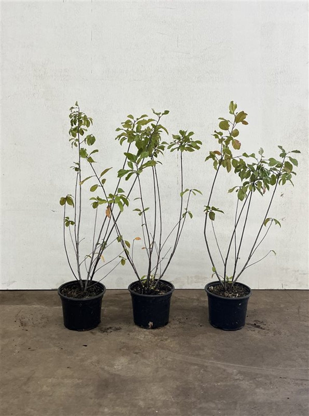 Salix caprea - C2 40-60 CM